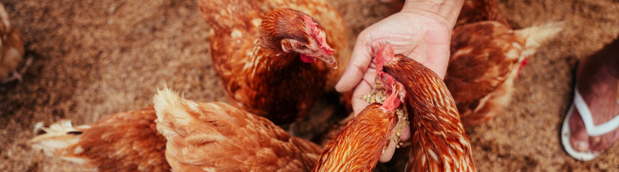 En gruppe kyllinger, spiser af indendørs fodringsstationer 