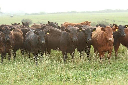 Lote de novilhas angus no pasto