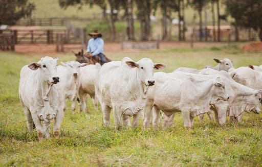 Lote de vacas nelore caminhando sobre o pasto com peão montado a cavalo ao fundo