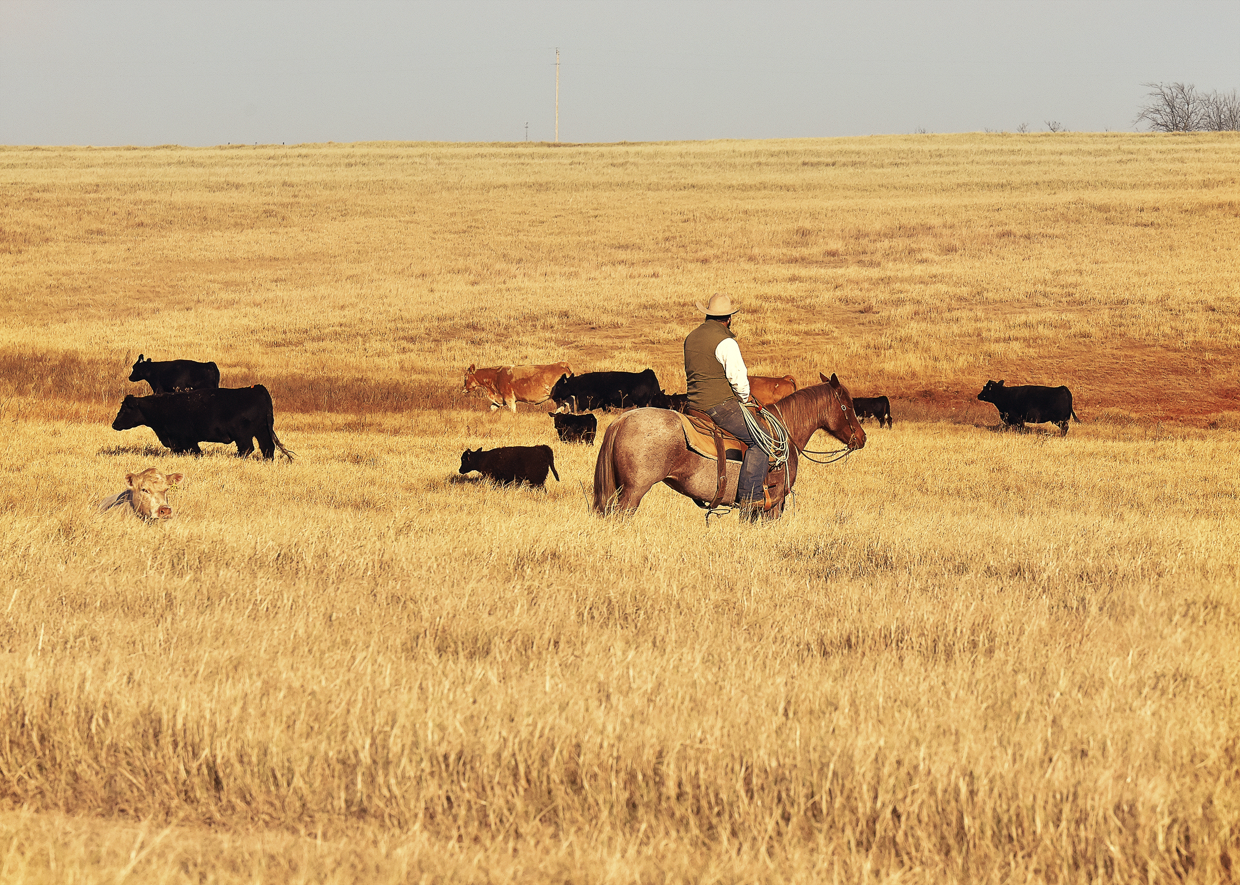 Man on horseback watching cattle in a field