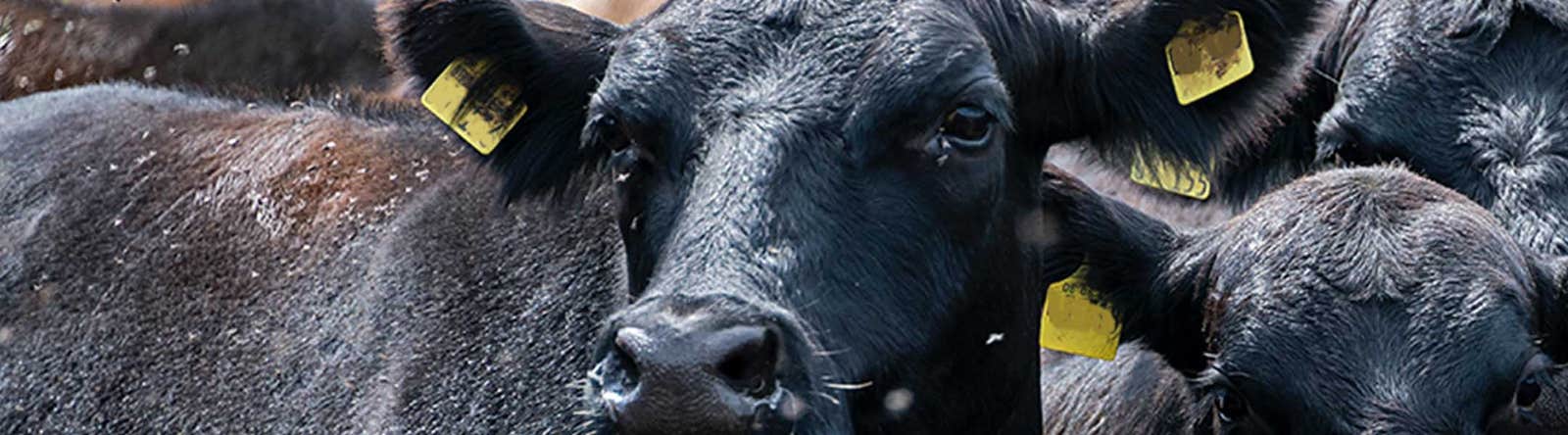 Cattle outdoors