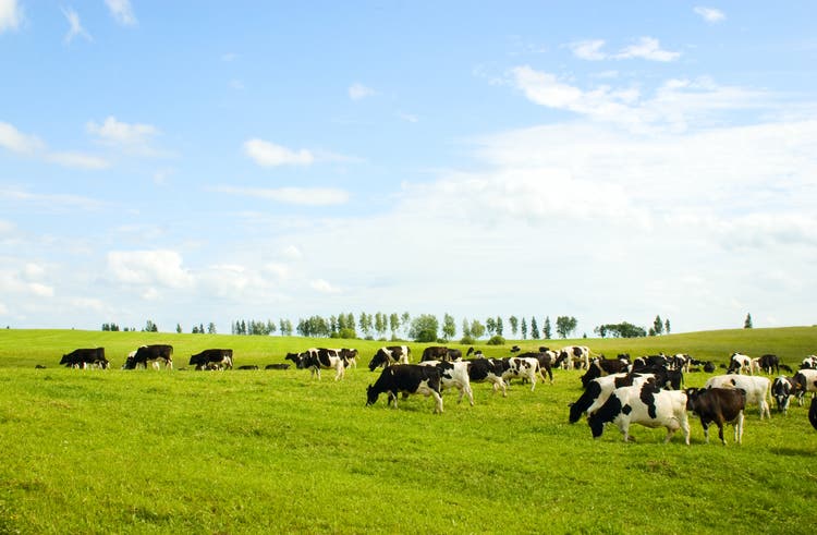 Dairy cows grazing in paddock
