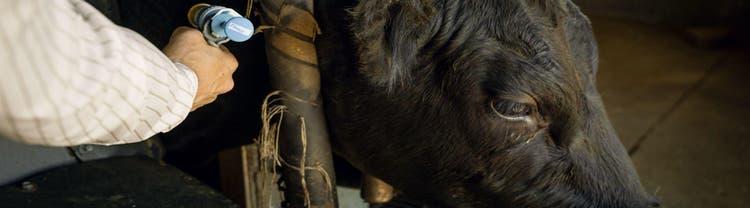 Cattle being treated