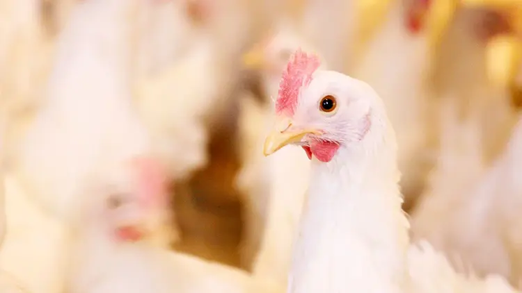 Chicken close up headshot