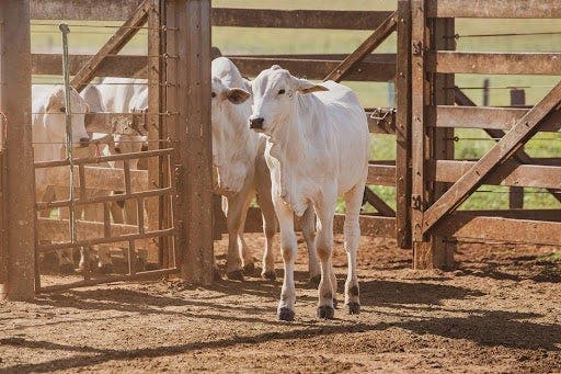Bezerro nelore em cercado no cocho
