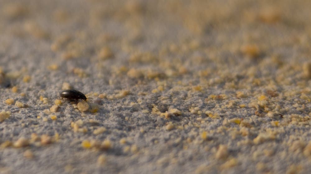 darkling beetle