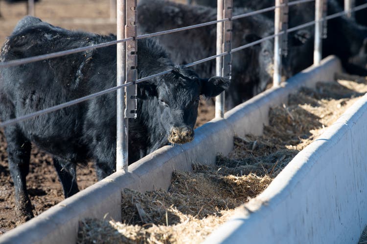 Cattle in feedlot