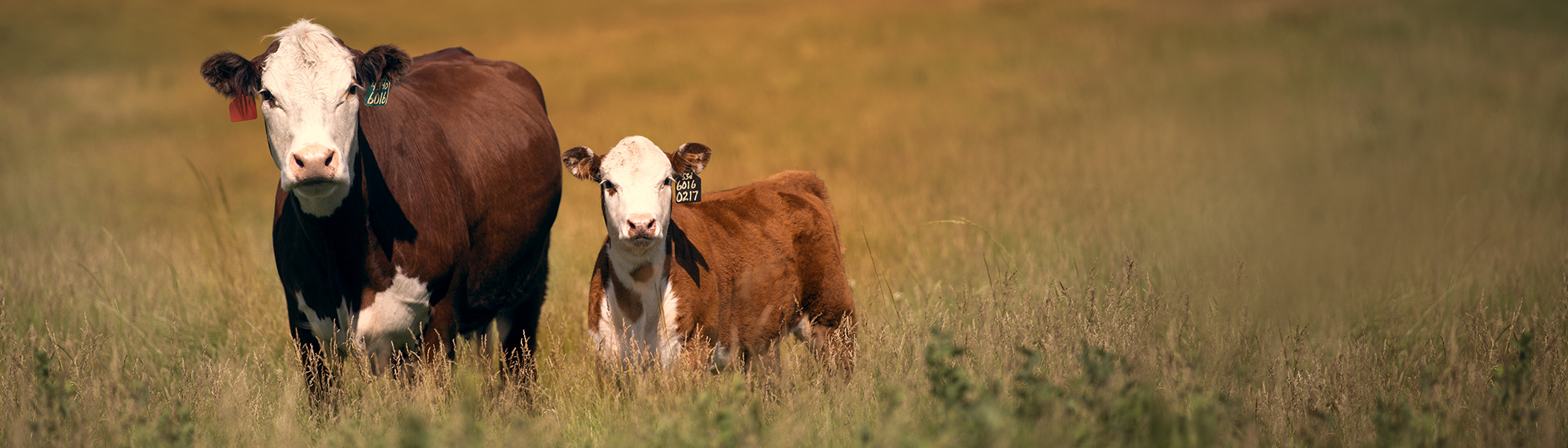 Hereford cow with calf