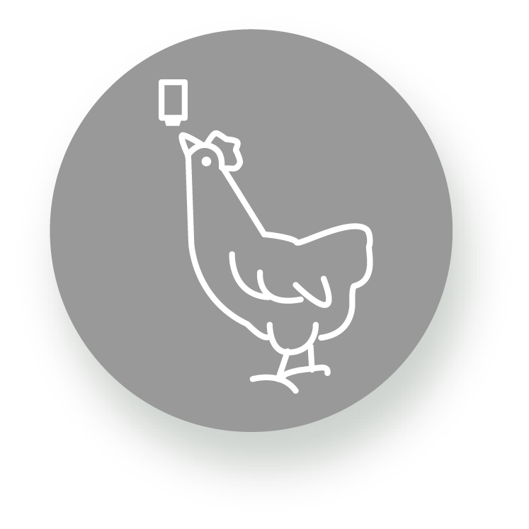 chicken icon