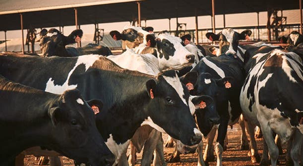 A group of black and white Holstein cows with orange ear tags stand together in a pen under a covered structure, bathed in warm, golden light.