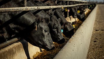 A long row of black cattle with heads down, eating grain out of a long concrete feed bunk. They are standing behind a metal pipe fence under bright sunlight. Many of the cattle have colored ear tags.
