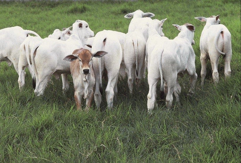 Bezerros nelore caminhando no pasto