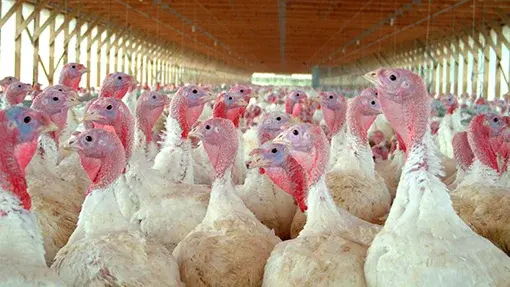 Turkeys Aided By Antibiotic Sensitivity Testing