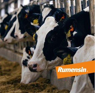 A group of black and white Holstein cows eating from a feed trough in a barn, featuring an orange Rumensin logo overlay in the foreground.