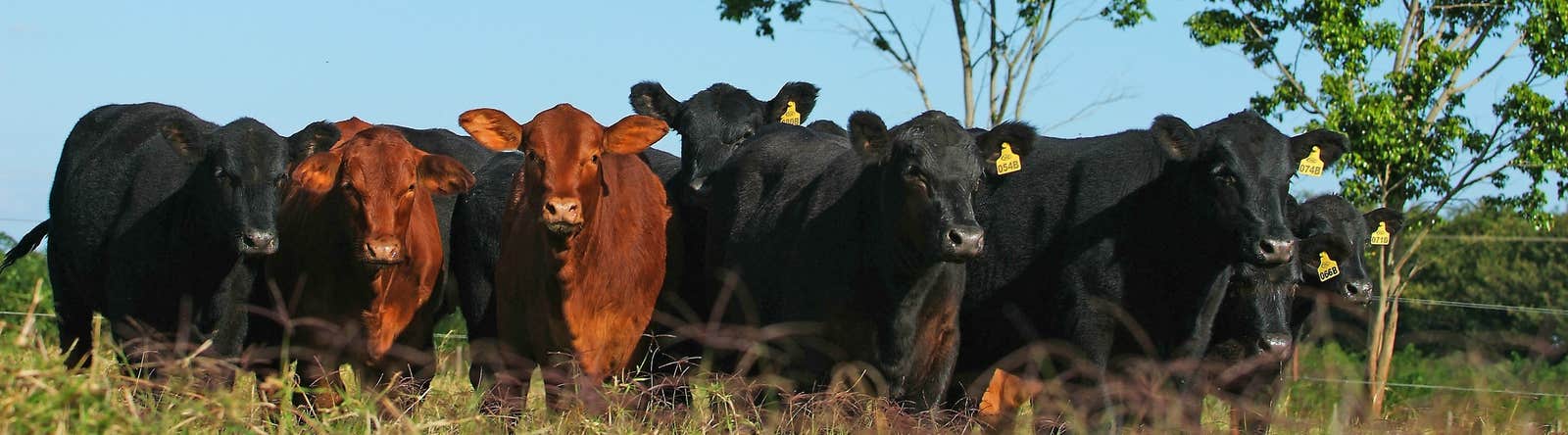 Gado reunido em um pasto verdejante