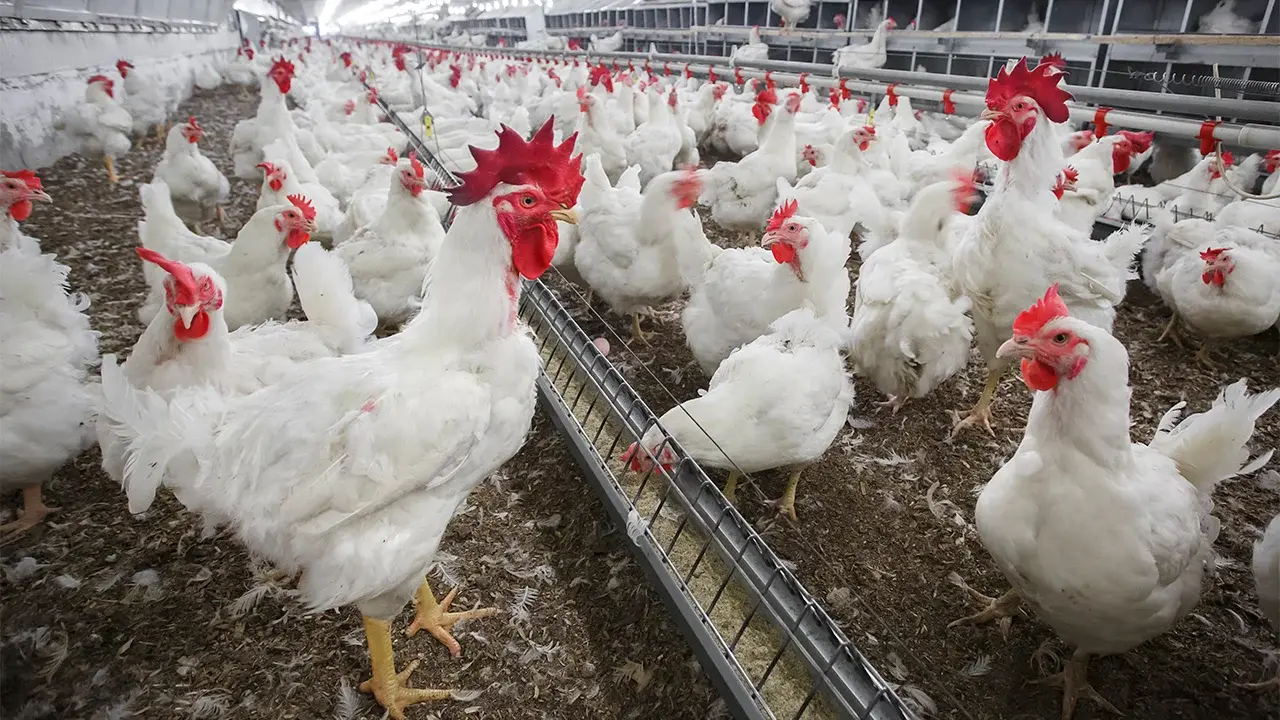 Layer Chickens in Cage-Free Egg Production