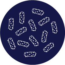 This image shows what Bordetella bronchiseptcia looks like 