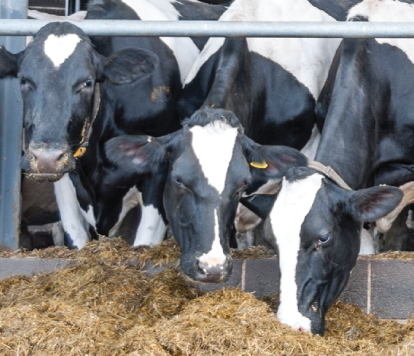 Les vaches qui mangent