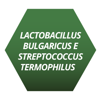 Lactobacillus Bulgaricus e Streptococcus Termophilus