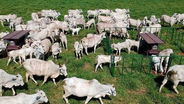 Vacas e bezerros nelore próximos aos cochos de suplementação