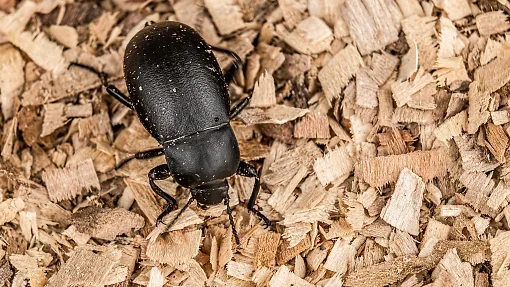 darkling beetles life cycle