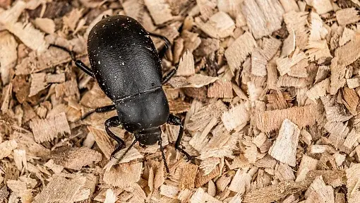 Beetle In Poultry House Controlled By Darkling Beetle Insecticide