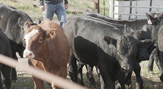 close up of cows in a outside pen