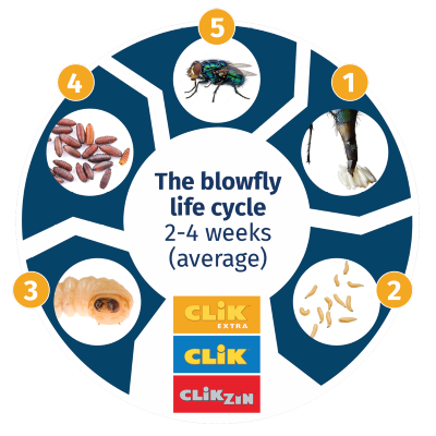 Blowfly life cycle
