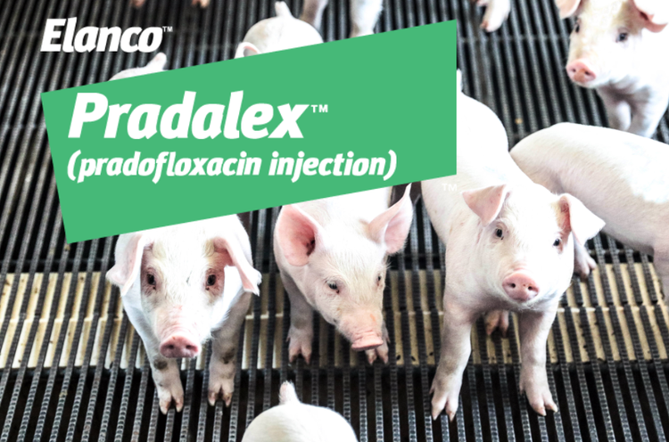 Pradalex logo with image of swine