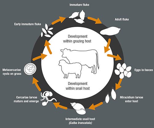 Liver fluke life cycle