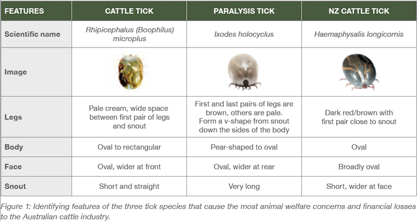 tick table