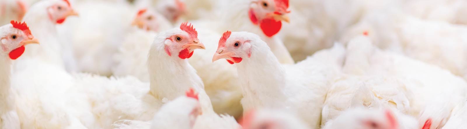 white chickens close up