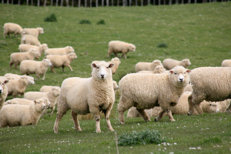 NZ_FARM Sheep_flock
