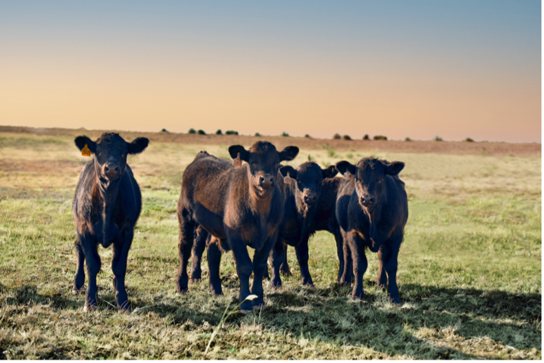Beef Cattle Stocker