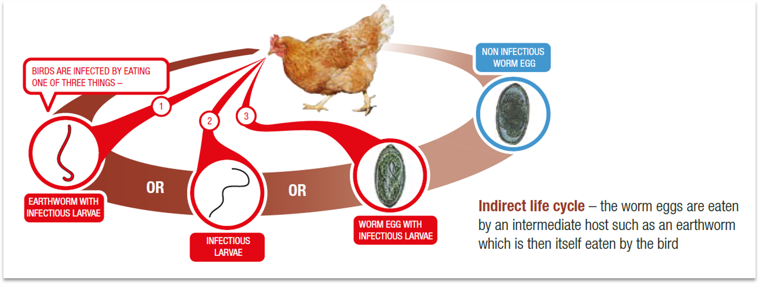 Poultry worm lifecycle graphic
