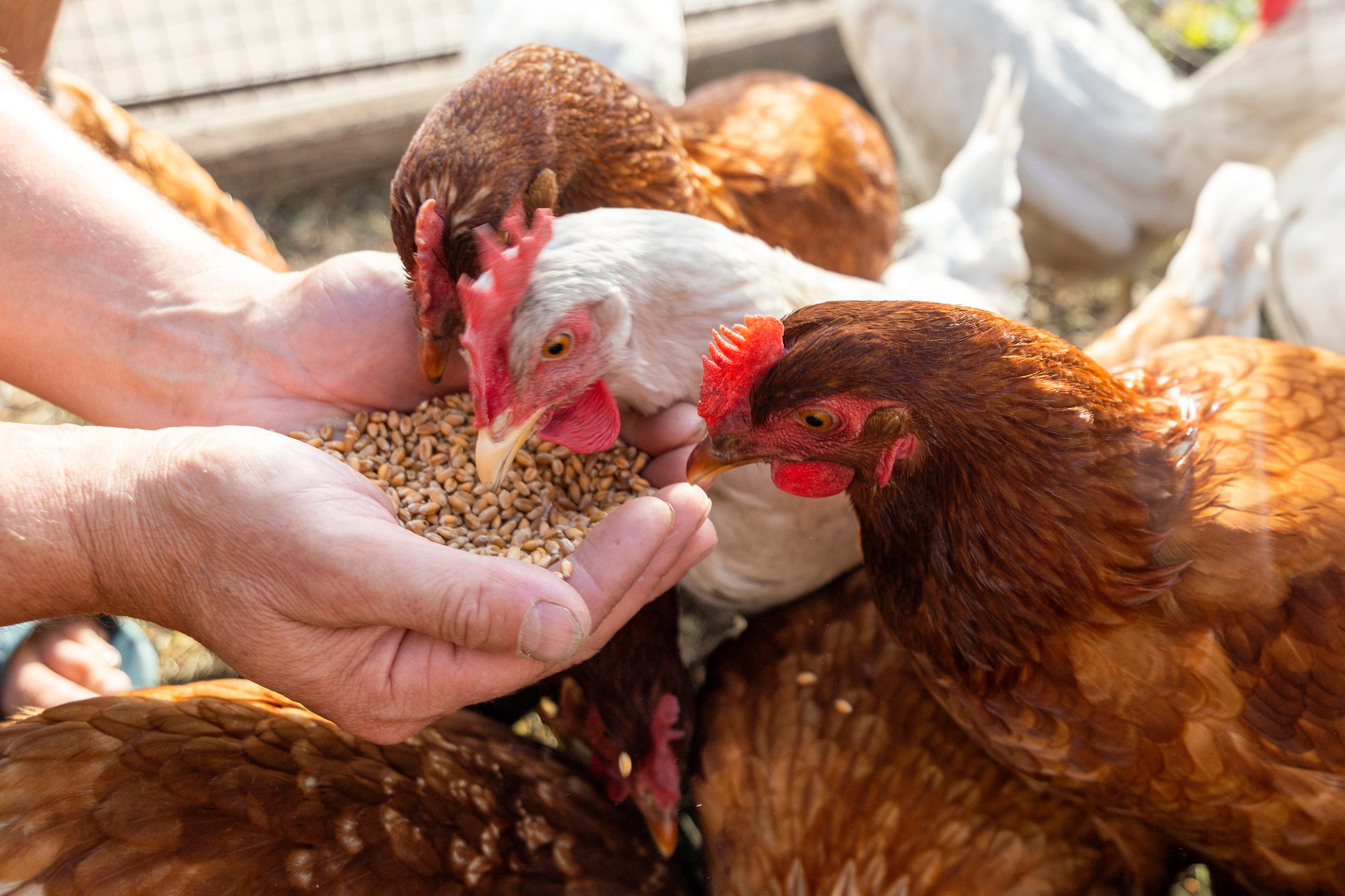 Chickens eating from hand close-up