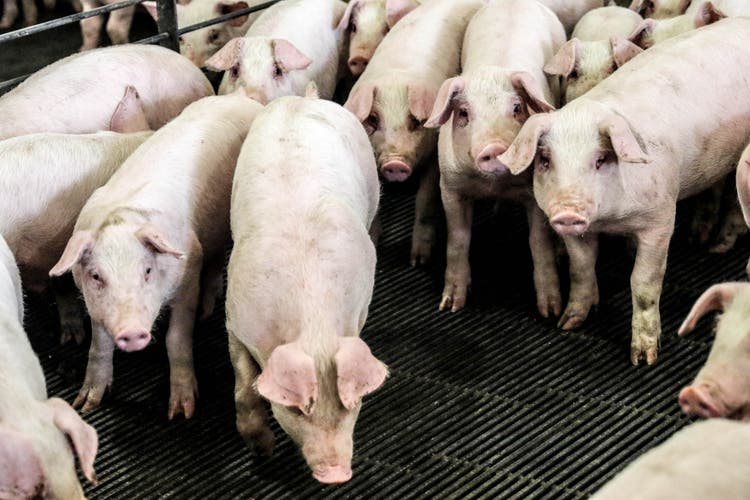 Group of pigs in a pen