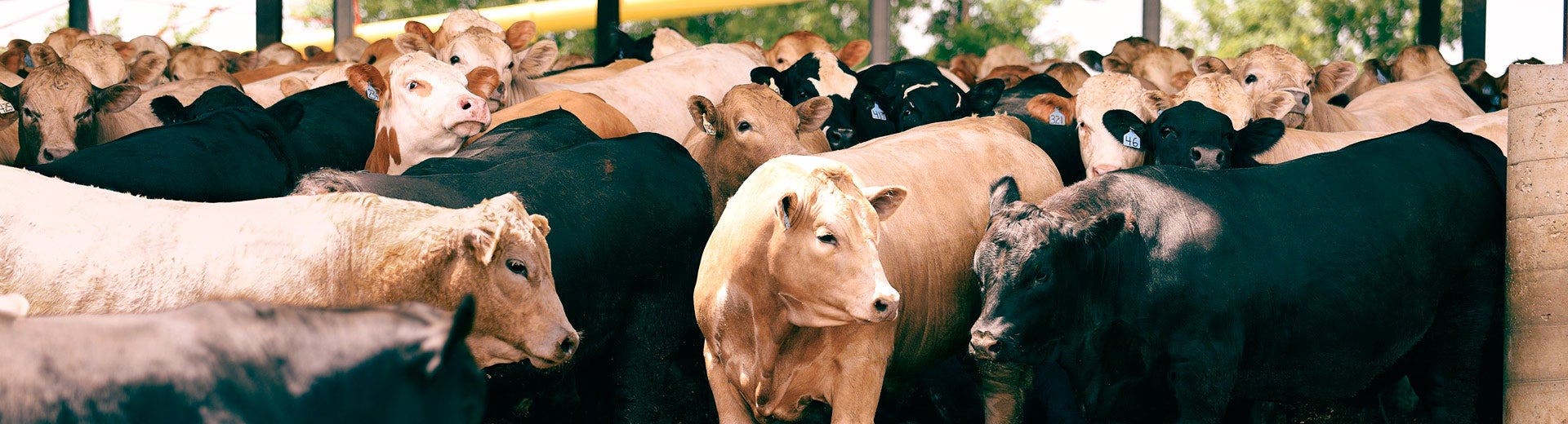 Herd of beef cattle congregate in a feedyard.