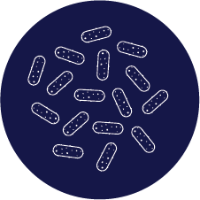 This image shows what Pasteurella looks like 