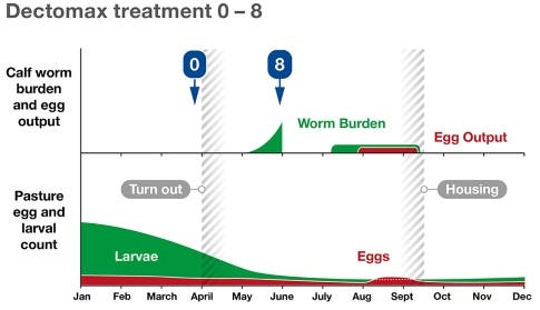When to worm cows with Dectomax for optimal worm control