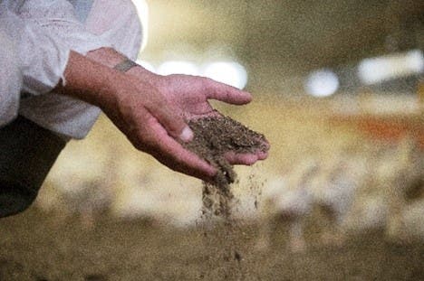 Strooisel in handen op pluimveebedrijf