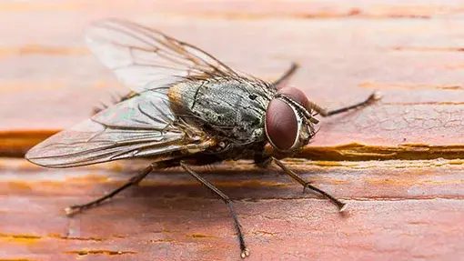 Close up of a fly standing on a desk.