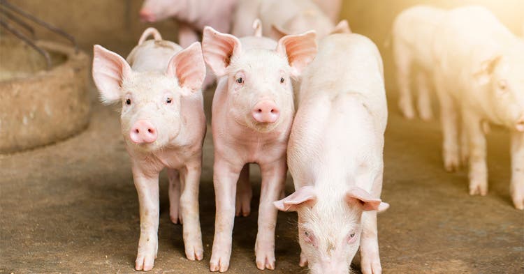 Three Pigs