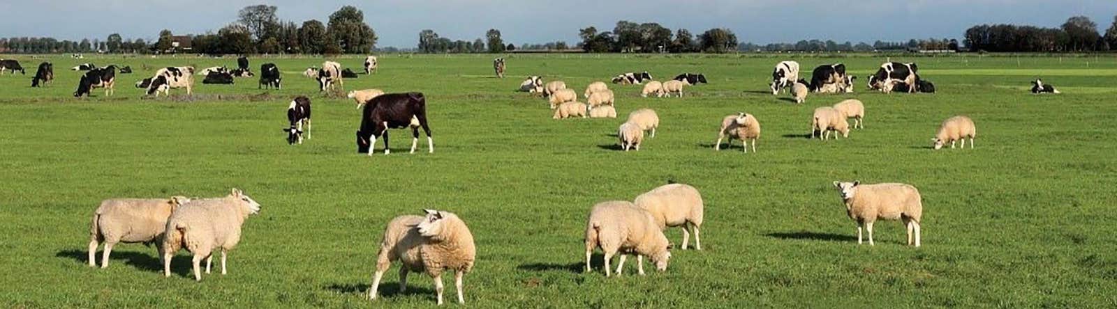 Cows and sheep grazing