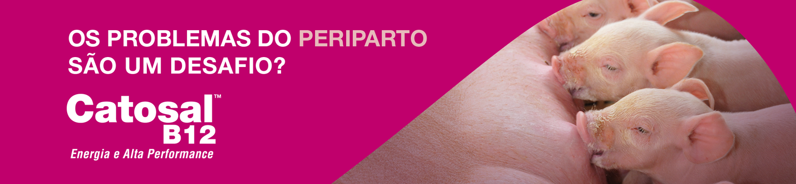 Banner Catosal B12