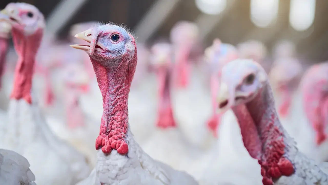 Group Of Turkeys Protected From Reovirus By Vaccination Program 