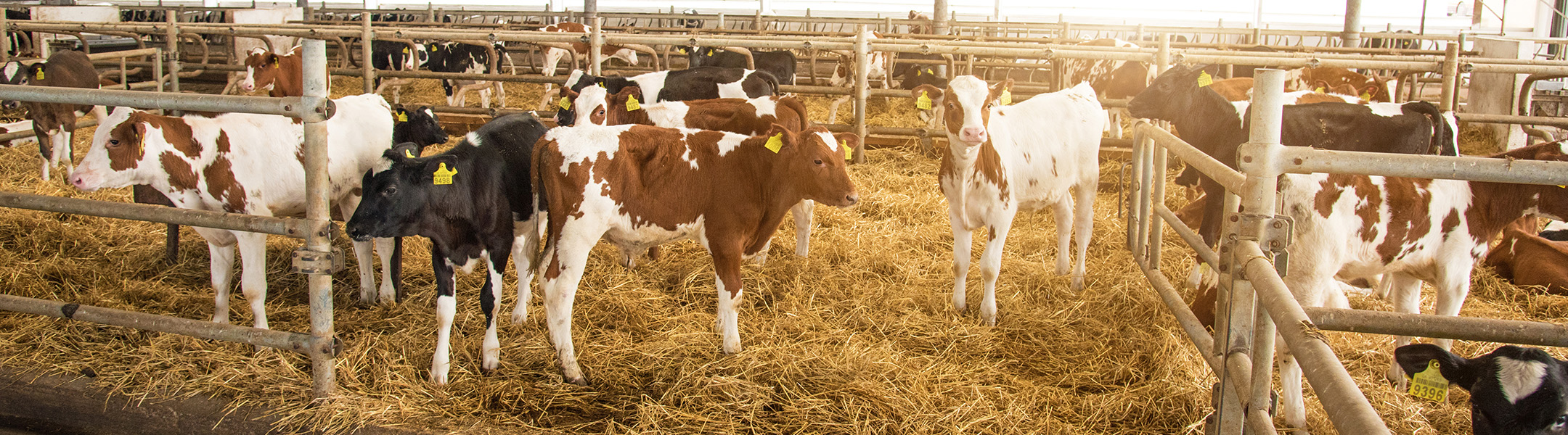 dairy
