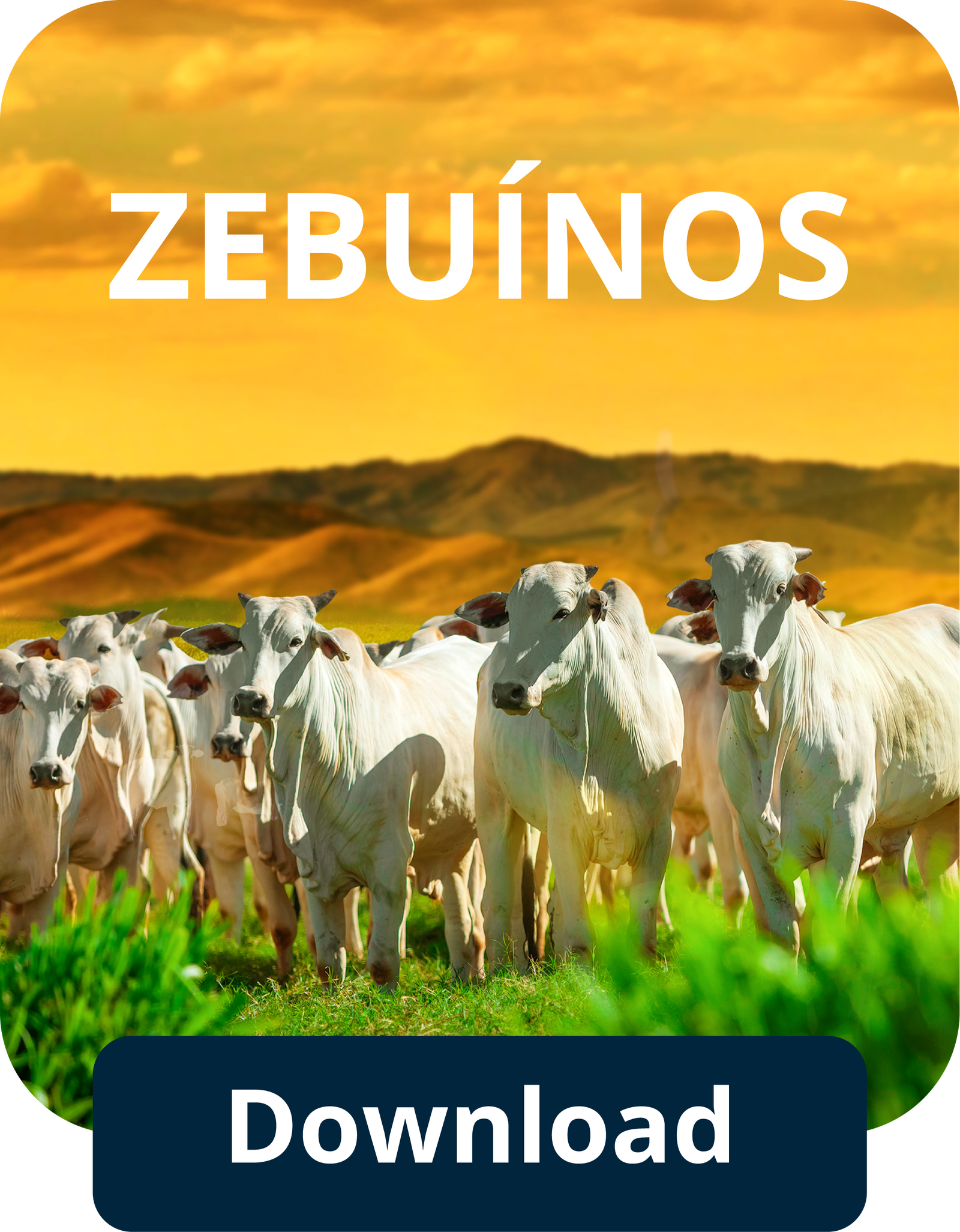 Zebuínos