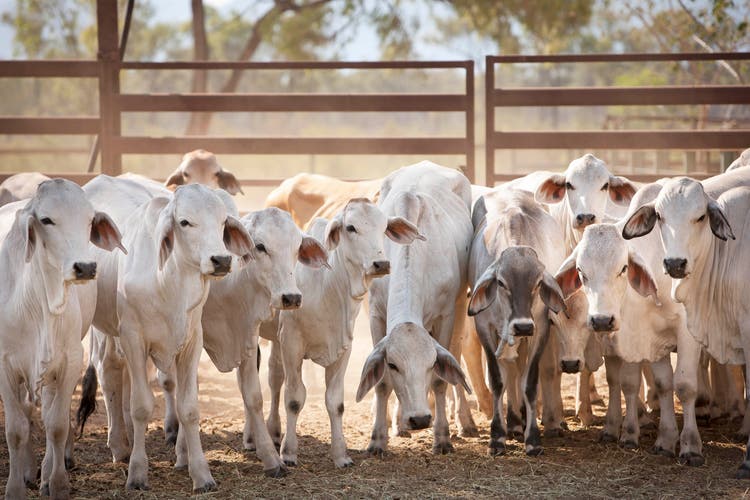 Buffalo fly management in cattle
