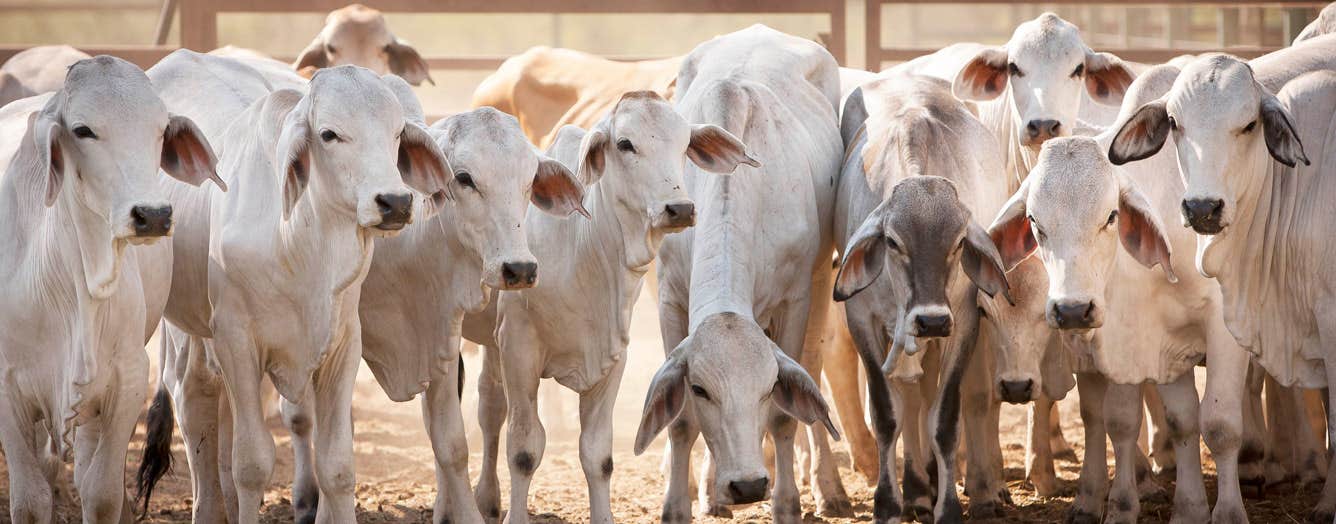 Buffalo-fly-management-in-cattle_article